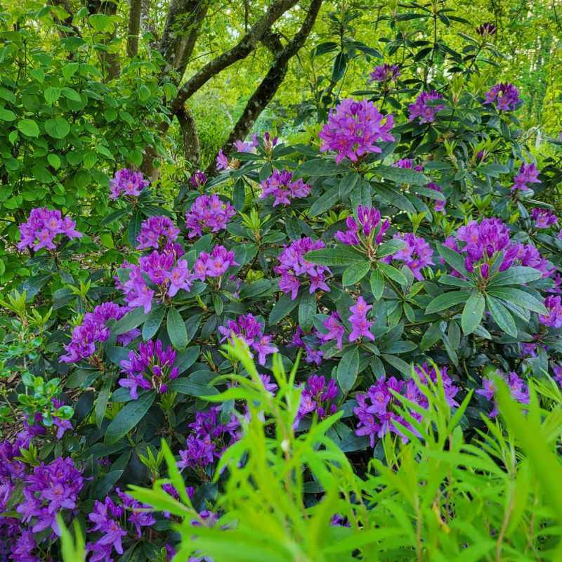 Rhododendron ‘Marcel Menard’