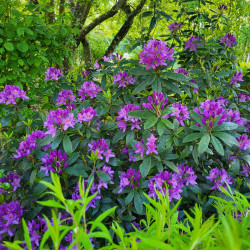 Rhododendron ‘Marcel Menard’