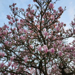 Magnolia de Soulange