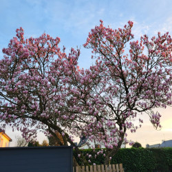 Magnolia de Soulange