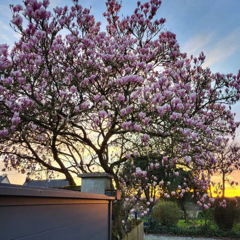 Magnolia de Soulange