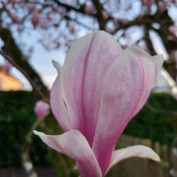 Magnolia de Soulange