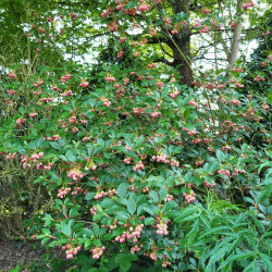 Enkianthus campanulatus