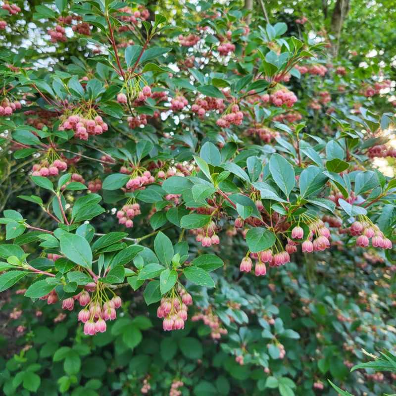 Enkianthus campanulatus