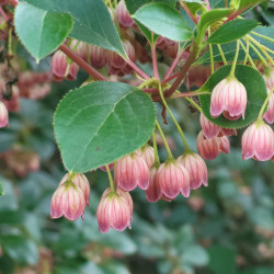 Enkianthus campanulatus