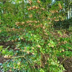 Enkianthus campanulatus