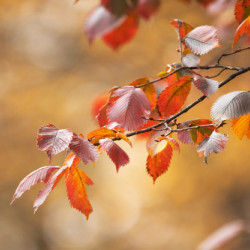 Carpinus betulus Rockhampton Red