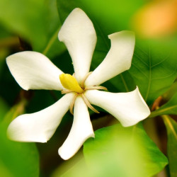 Gardenia augusta ‘Highlights Pinweel’ ® - Jasmin du Cap