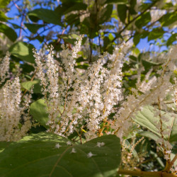 Itea virginica ‘Henrys Garnet’