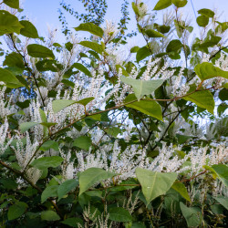 Itea virginica ‘Henrys Garnet’ - Itea de Virginie