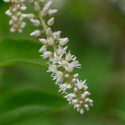 Itea virginica ‘Henrys Garnet’