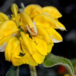 Phlomis fruticosa - Sauge de Jérusalem