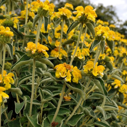 Phlomis fruticosa - Sauge de Jérusalem