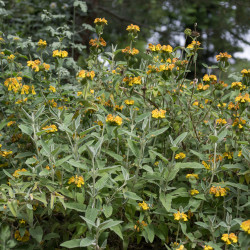 Phlomis fruticosa