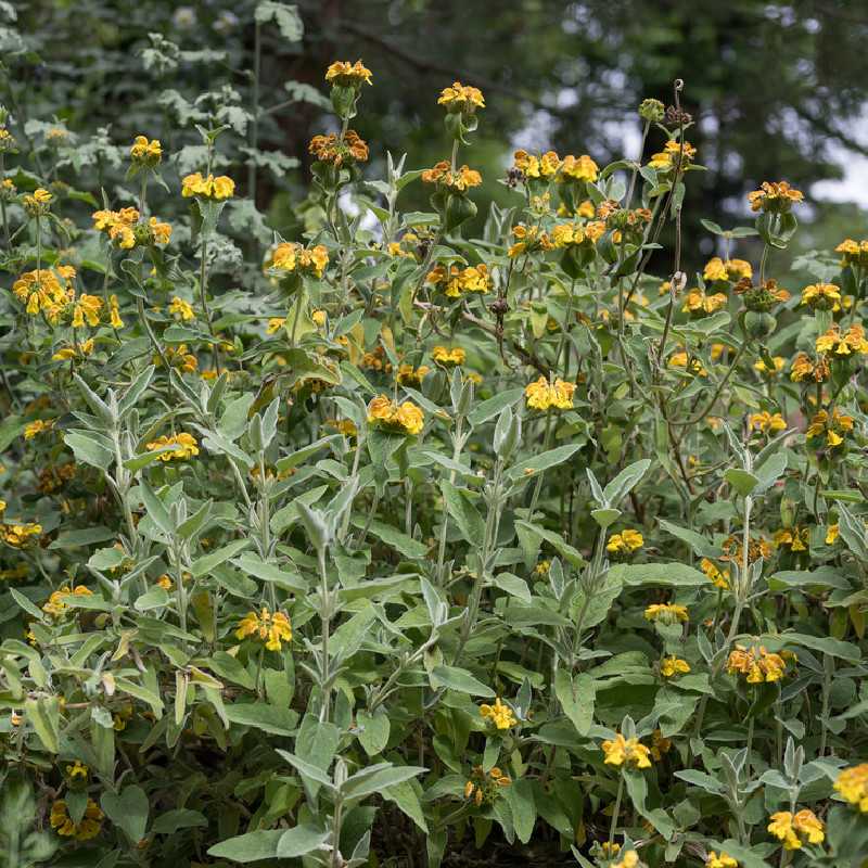 Phlomis fruticosa - Sauge de Jérusalem