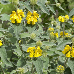 Phlomis fruticosa - Sauge de Jérusalem