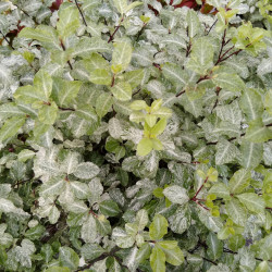 Pittosporum tenuifolium ‘Irene Paterson’ - Pittospore à petites feuilles