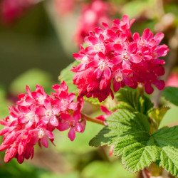 Ribes sanguineum ‘King Edward VII’