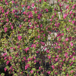 Ribes sanguineum ‘King Edward VII’