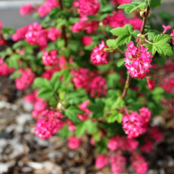 Ribes sanguineum ‘King Edward VII’