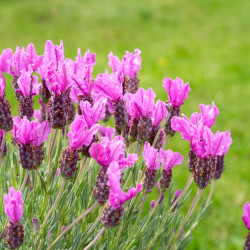 Lavandula stoechas The Princess