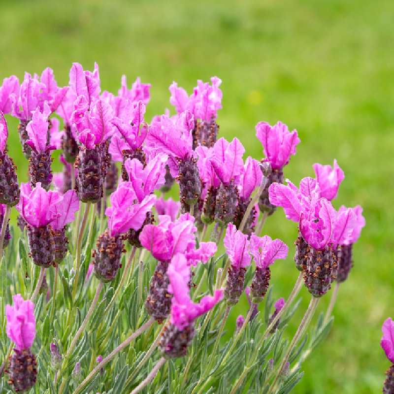 Lavandula stoechas The Princess