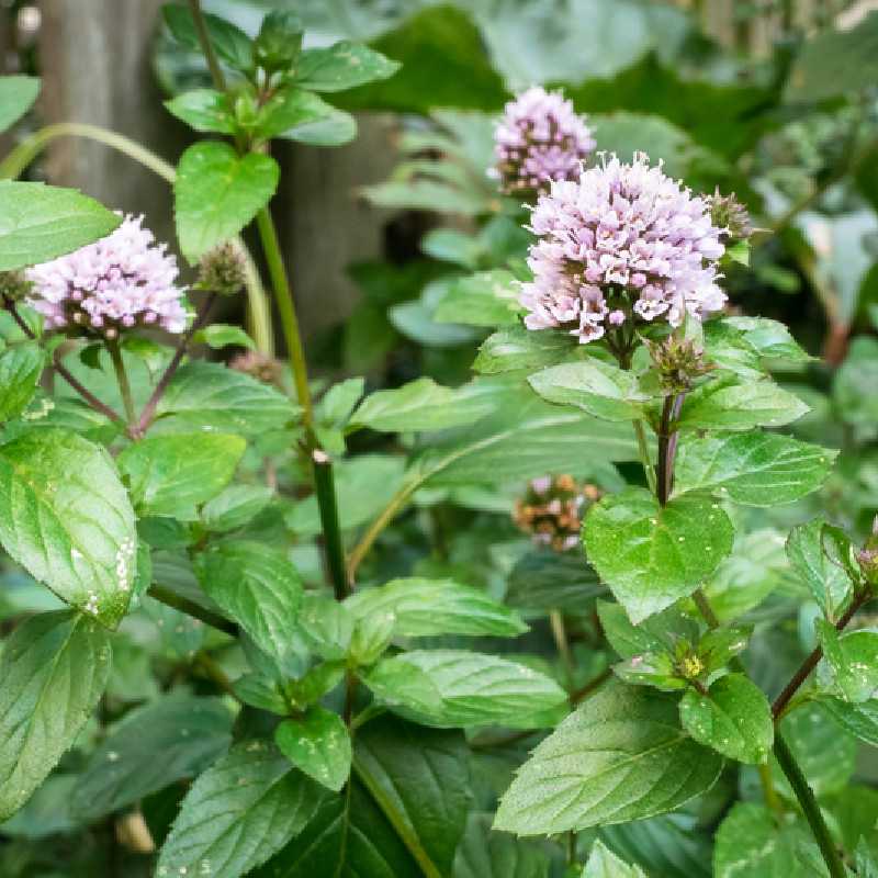 Mentha piperita