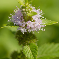 Mentha piperita