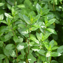 Mentha piperita