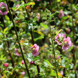 Anisodontea capensis El Rayo