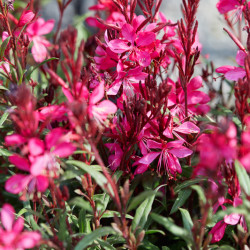 Gaura lindheimeri Steffi Dark Rose