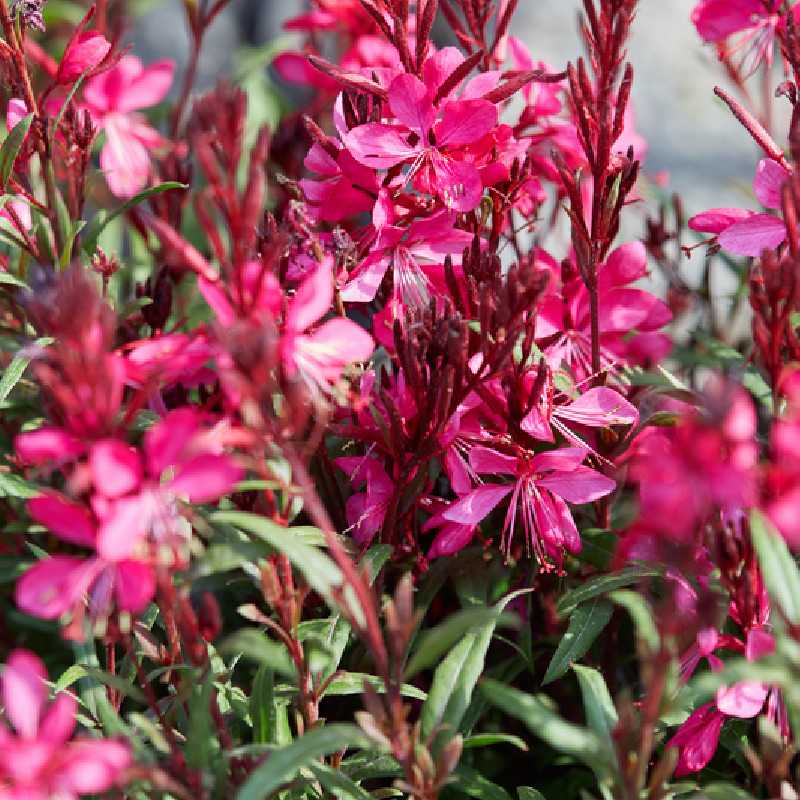 Gaura lindheimeri ‘Steffi Dark Rose’ - Gaura naine - Pépinières ROUXEL