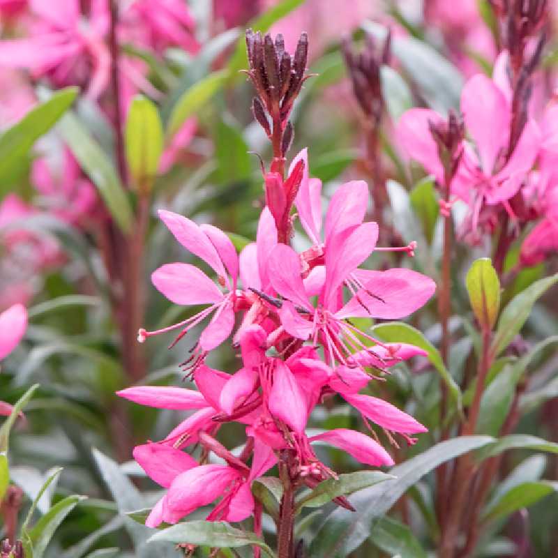 Gaura lindheimeri Steffi Dark Rose