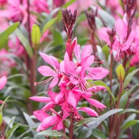 Gaura lindheimeri ‘Steffi Dark Rose’ - Gaura naine - Pépinières ROUXEL