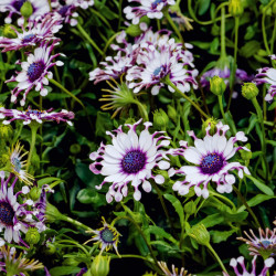 Osteospermum ‘Philipp’ - Sunny®