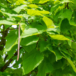 Catalpa bignonioides Nana