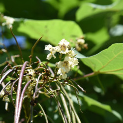 Catalpa bignonioides Nana