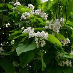 Catalpa bignonioides Nana