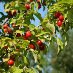 Cornus mas - Cornouiller mâle