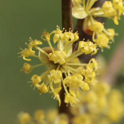 Cornus mas - Cornouiller mâle