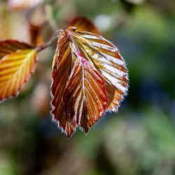 Fagus sylvatica ‘Atropunicea’