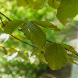 Fagus sylvatica ‘Atropunicea’