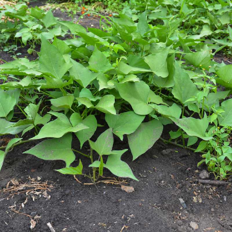 Ipomoea batatas Beauregard - Patate Douce