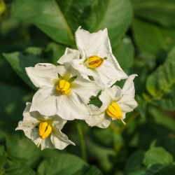 Ipomoea batatas Beauregard - Patate Douce