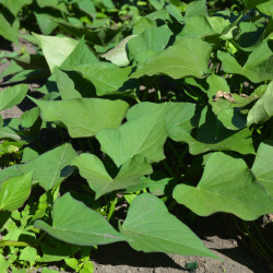 Ipomoea batatas Beauregard - Patate Douce