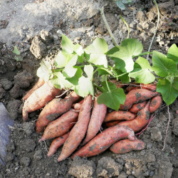 Ipomoea batatas Beauregard - Patate Douce