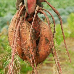 Ipomoea batatas Beauregard - Patate Douce