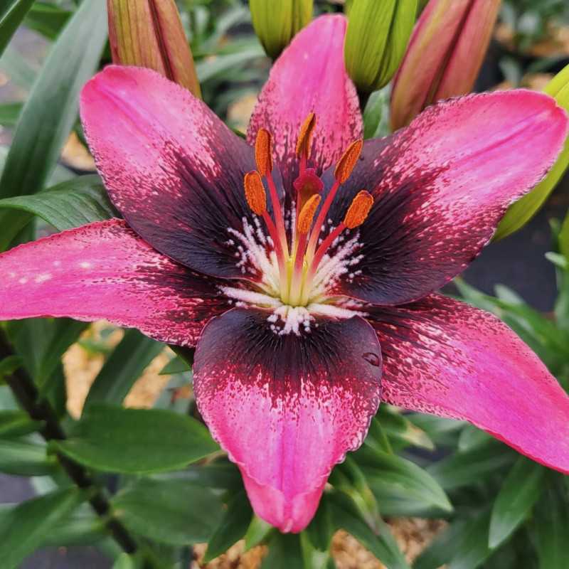 Lilium ‘Serious Hotspot‘