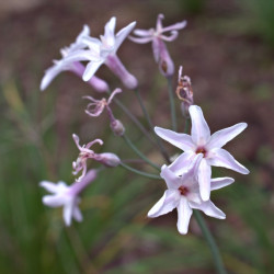 Tulbaghia violacea 'Ashanti' - Ail d'Afrique du sud