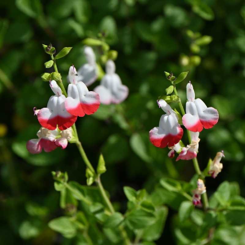 Salvia microphylla ‘Hot Lips‘